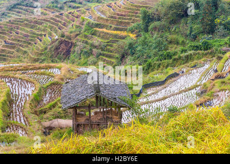 Chinesischer Reis Felder bei bewölktem Wetter.  Hütte im Vordergrund. Stockfoto