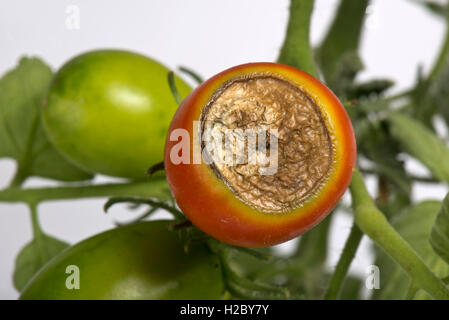 Blüte Ende verrotten, Kalzium-Mangel-Symptome auf ein Gewächshaus gewachsen Tomatenfrucht Stockfoto