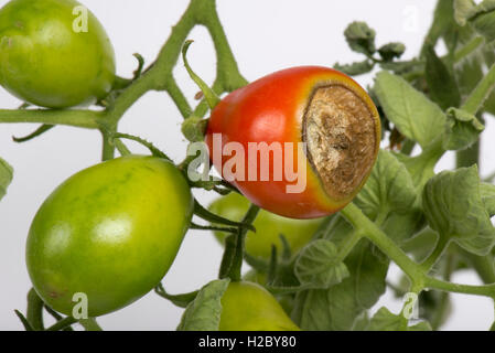 Blüte Ende verrotten, Kalzium-Mangel-Symptome auf ein Gewächshaus gewachsen Tomatenfrucht Stockfoto