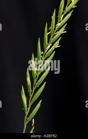 Quecken, Elymus Repens, Blüte Spike von wichtigen landwirtschaftlichen Unkraut Stockfoto