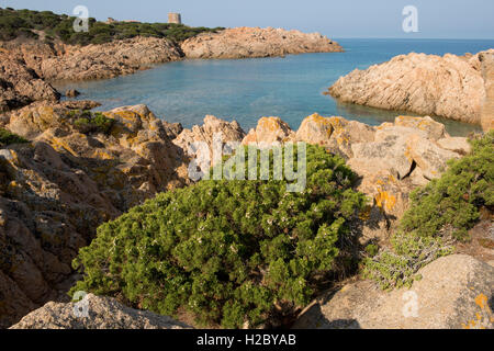 Phönizische Wacholder oder Arar, Juniperus Phönizien, mit Beeren auf rotem Granit Küste von Isola Rosa, Sardinien Stockfoto