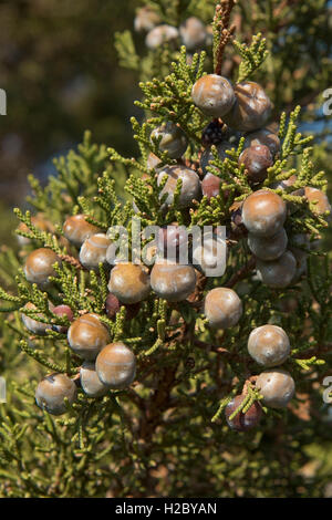 Phönizische Wacholder oder Arar, Juniperus Phönizien, mit Beeren auf rotem Granit Küste von Isola Rosa, Sardinien Stockfoto