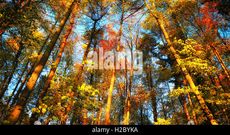 Herbstliche Waldlandschaft mit bunten hohen Baumkronen vor blauem Himmel Stockfoto