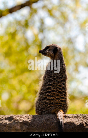 Schweden, Stockholm, Skansen Zoo. Erdmännchen. Stockfoto