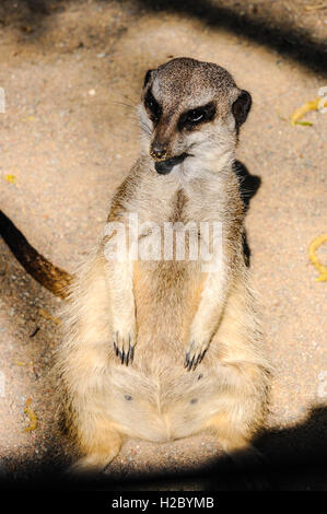 Schweden, Stockholm, Skansen Zoo. Erdmännchen. Stockfoto