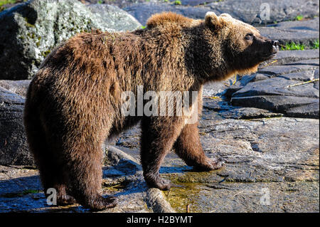 Schweden, Stockholm, Skansen Zoo. Braunbär. Stockfoto