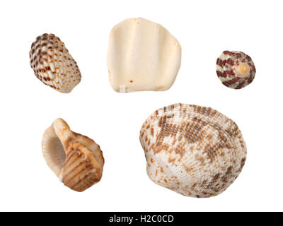 Muscheln auf dem weißen Hintergrund isoliert Stockfoto