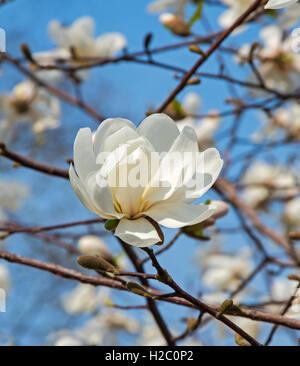 Blüte White Magnolia im Frühjahr im City Park Stockfoto
