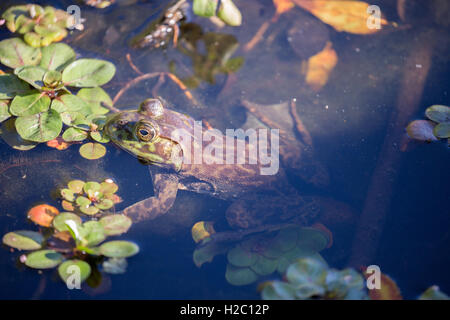 Amerikanischer Ochsenfrosch - Lithobates Catesbeianus, getarnt Stockfoto