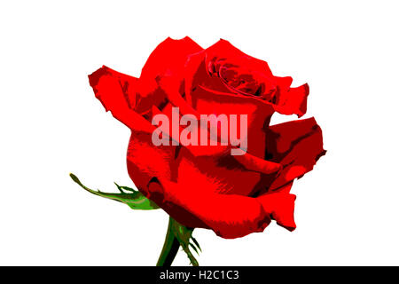 Abbildung einer roten rose Blume isoliert auf weiss Stockfoto