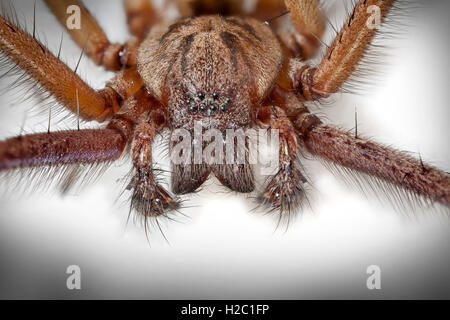 Riesen Haus Spinne, Eratigena Atrica, Makro nah bis Auge Detail zeigen Stockfoto