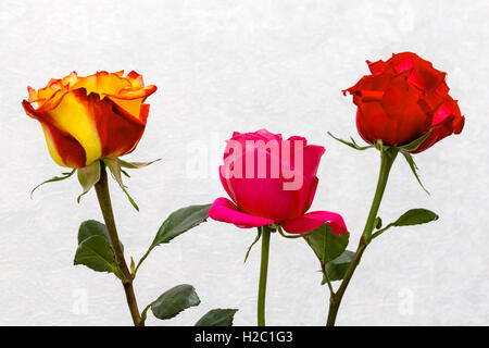 drei Blumen Rosen auf einem hellen Hintergrund Stockfoto