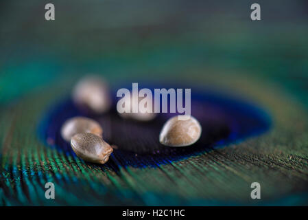Makro-Detail von Marihuanasamen über Pfauenfeder. Flachen DOF Stockfoto