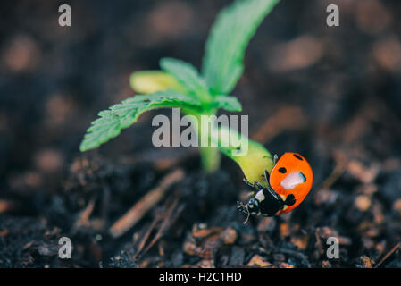 Makroaufnahme der Marienkäfer auf winzigen Cannabis sprießen Stockfoto