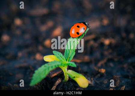 Makroaufnahme der Marienkäfer auf winzigen Cannabis sprießen Stockfoto