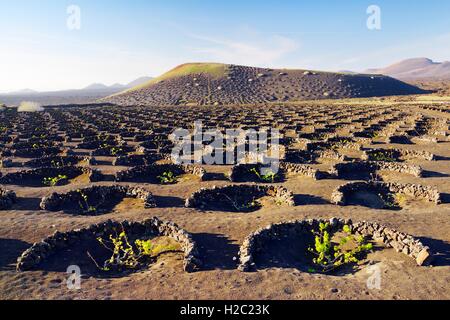 Lanzarote, Kanarische Inseln. Traditionelle Cinder Felswände Wind Schutz schützen Weinreben in vulkanischen Landschaft rund um La Geria Stockfoto