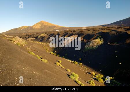 Lanzarote, Kanarische Inseln. Typische Vulkanasche Boden Landschaft. Cinder Stein Wind Schutz Rebe Anbau Nischen in der Nähe von La Geria Stockfoto