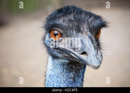 Closeup Portrait von Strauß mit orangefarbenen Augen Stockfoto