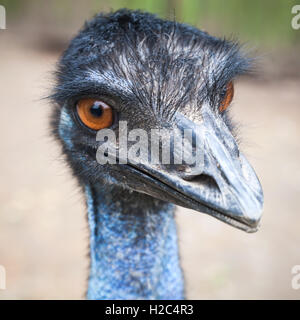 Porträt von Strauß mit orangefarbenen Augen hautnah Stockfoto