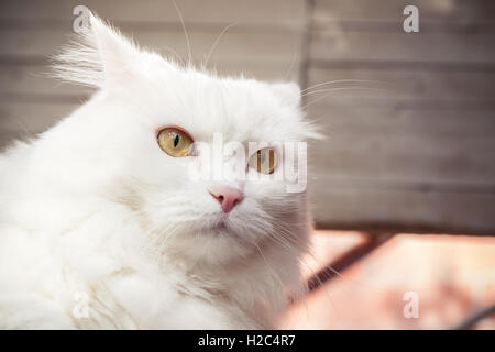 Closeup Portrait weiße flauschige Katze mit gelben Augen Stockfoto