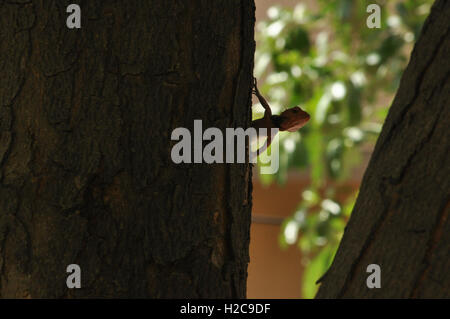 Noida, Uttar Pradesh, Indien - 28. Mai 2011: Baby Oriental Garden Lizard, östlichen Garten Eidechse ruht auf einem Garten Baum in Noida, Uttar Pradesh, Indien. Stockfoto