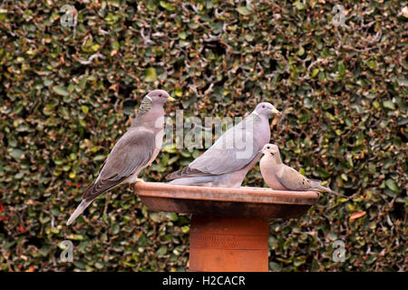 Ein paar Tauben und ein Mourning Dove in ein Vogelhaus Stockfoto