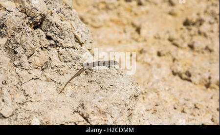 Eine männliche Malteser Mauereidechse (Podarcis Filfolensis Ssp Maltensis) in Comino, Malta. Auch bekannt als eine Filfola-Eidechse Eidechse Stockfoto