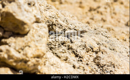 Eine männliche Malteser Mauereidechse (Podarcis Filfolensis Ssp Maltensis) in Comino, Malta. Auch bekannt als eine Filfola-Eidechse Eidechse Stockfoto