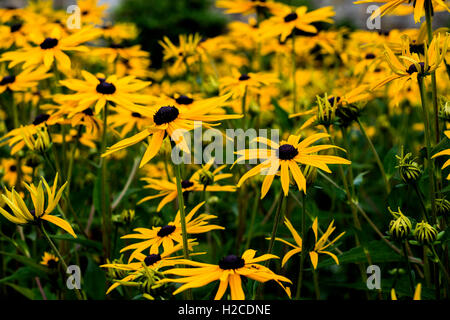 Gelbe Blume in Pollok Country Park Gardens, Glasgow, Schottland Stockfoto