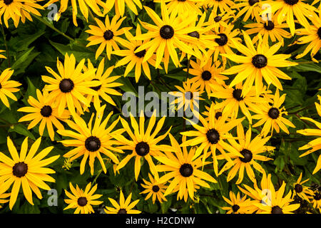 Gelbe Blumen in voller Blüte im Pollok Country Park, Glasgow, Schottland Stockfoto