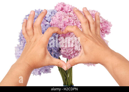 Rosa und blaue Blume Hortensie in Händen. Zwei Hände in Form von Herzen. Weißen Hintergrund. Clipping-Pfad im Inneren Stockfoto