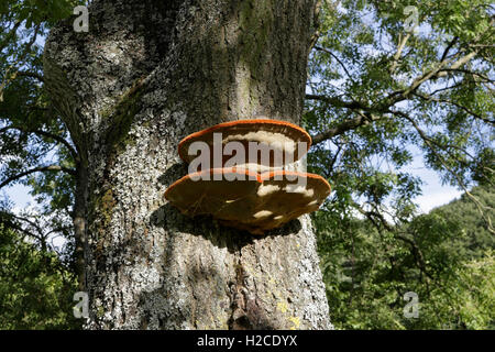 Baumschürfpilz, roter Gürtel, Fomitopsis pinicola Stockfoto