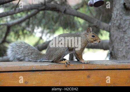 Nordamerikanischen Grauhörnchen auf Deck Stockfoto