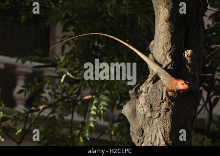 Noida, Uttar Pradesh, Indien - 28. Mai 2011: Einen Orangen Kopf orientalischen Garten Eidechse oder östlichen Garten Eidechse, ruht auf einem Baum Baranch in Noida, Indien. Stockfoto