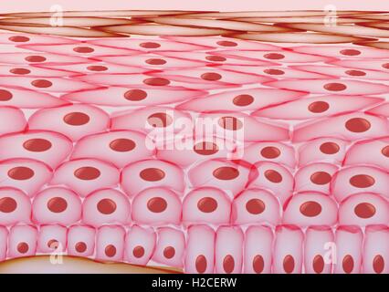 Hautzellen, Schichten Stock Vektor