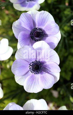 Nahaufnahme eines weißen Anemonen mit lila Schimmer auf Blütenblätter Stockfoto