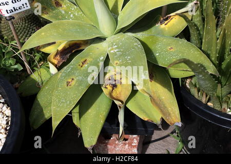 Agave Attenuata Nova oder bekannt als blaue Form Agave mit beschädigte Blätter Stockfoto
