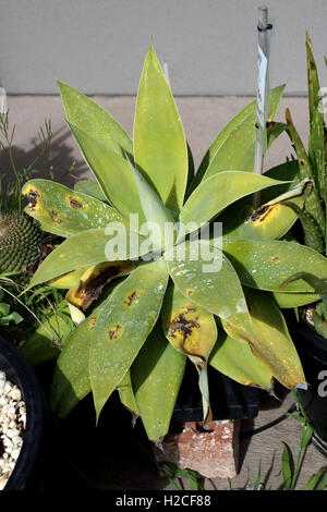Agave Attenuata Nova oder bekannt als blaue Form Agave mit beschädigte Blätter Stockfoto