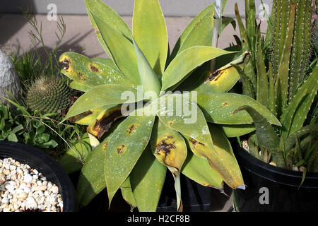 Agave Attenuata Nova oder bekannt als blaue Form Agave mit beschädigte Blätter Stockfoto