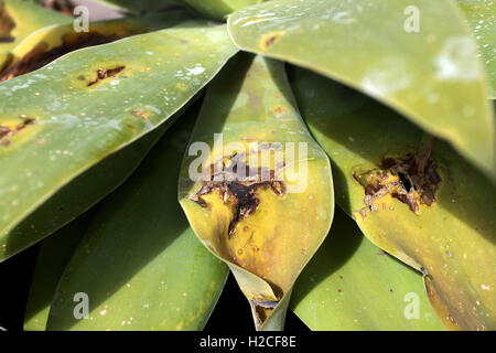 Nahaufnahme von Agave Attenuata Nova oder bekannt als blaue Form Agave mit beschädigte Blätter Stockfoto