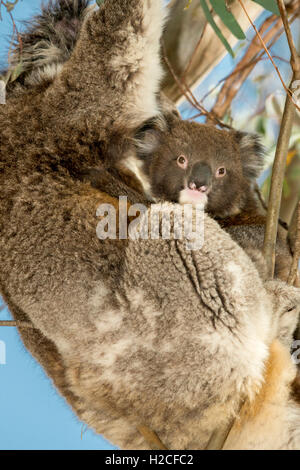 Ein weibliches wild Koala und ihr Joey in einem Baum in den Adelaide Hills Australien Stockfoto