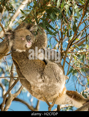 Ein weibliches wild Koala und ihr Joey Fütterung auf Eukalyptus-Blätter in einem Baum in den Adelaide Hills Australien Stockfoto