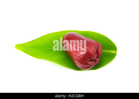 Rose-Äpfel oder Chomphu isoliert auf weißem Hintergrund Stockfoto