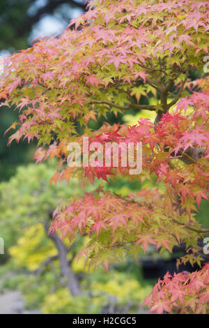 Acer Palmatum. Bonsai-japanische Ahorn-Baum. Herbstfärbung Stockfoto