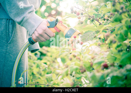 Frau mit einem Gartenschlauch mit Sprinkler, Bewässerung von Pflanzen. Sommer-Lifestyle-Moment. Stockfoto