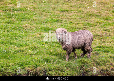 Ein Schaf im grünen Ackerland Wiese Anden, Ecuador, Südamerika Stockfoto