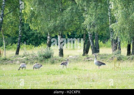 Graugänse auf grüner Wiese, Schweden. Stockfoto