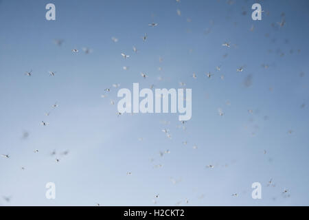 Schwarm von Mücken fliegen vor einem strahlend blauen Himmel. Stockfoto