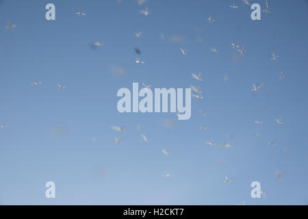 Schwarm von Mücken fliegen vor einem strahlend blauen Himmel. Stockfoto