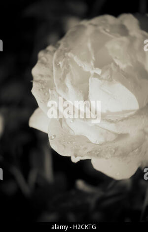 Rose mit Wassertropfen in schwarz und weiß. Stockfoto